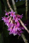 Dendrobium_miyakei_12-4946-web.jpg