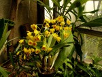 orchideje 1700.jpg