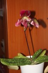 Paphiopedilum c 46.jpg