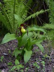 Cypripedium calceolus 01.jpg