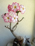 adenium.jpg