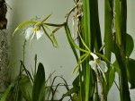 Coilostylis parkinsoniana.jpg