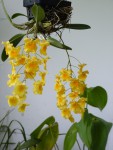 Dendrobium aggregatum.jpg