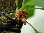 Pleurothallis tribuloides.jpg