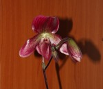 Paphiopedilum c 46detail_a.jpg