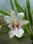 Miltoniopsis phalaenopsis.JPG