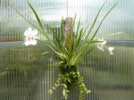 Miltoniopsis phalaenopsis-rostlina.JPG