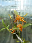Dendrobium unicum.JPG