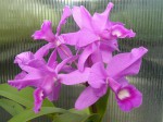 Cattleya skinnerii Heiti Jacobs FCC-AOS.JPG