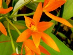 C. aurantiaca.jpg