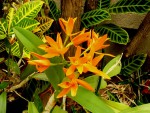 Kopie - orchideje 1706.jpg