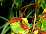 Kopie - orchideje 1716.jpg