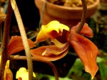Kopie - orchideje 1717.jpg