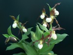 cypripedium_×_columbianum.jpg