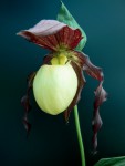 cypripedium_kentuckiense.jpg