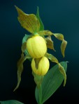 cypripedium_lothari_pinkepank.jpg