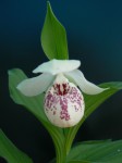 cypripedium_ulla_silkens.jpg