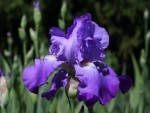 Iris 'Violet Harmony'-forum.jpg