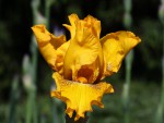 Iris 'Louis D'Or'-forum.jpg