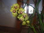 orchidej zluta3.jpg