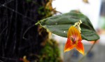 Lepanthes niesseniae.jpg