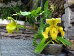 Paph.bez určení.jpg