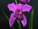 bletilla_striata_gabby.jpg