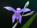 bletilla_striata_blue_soryu.jpg