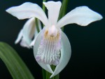 bletilla_striata_ice_white_soryu.jpg