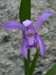 bletilla_striata_soryu.jpg