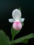 Cypripedium reginae.jpg