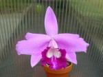 Laelia sincorana Gitti.JPG