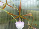 Encyclia surinamensis.JPG