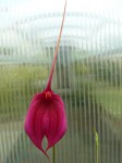 Masdevallia coccinea dark.JPG