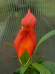 Masdevallia veitchiana.JPG