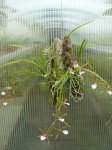 Enc. surinamensis a bractescens-srovnání.JPG