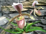 OaM-jejich Paphiopedilum tranlienianum.jpg