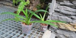 Paph.jpg