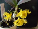 Dendrobium harveyanum (3).JPG