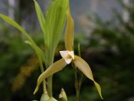 Lycaste schilleriana - forum.jpg