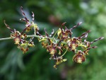 Dendrobium cochliodes - forum.jpg