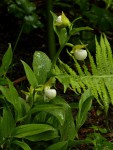 Cypripedium californicum 01.jpg