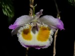 Dendrobium devonianum 01.jpg