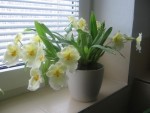 Miltoniopsis.jpg