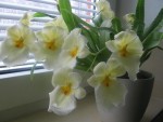 Miltoniopsis1.jpg