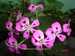 Pelargonium ardens.jpg