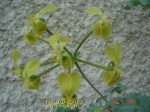 Pelargoniu gibbosum.jpg