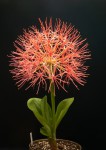 Scadoxus multiflorus subsp. multiflorus.jpg