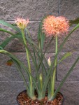 Scadoxus cinnabarinus.jpg