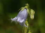 Campanula barbataX.jpg